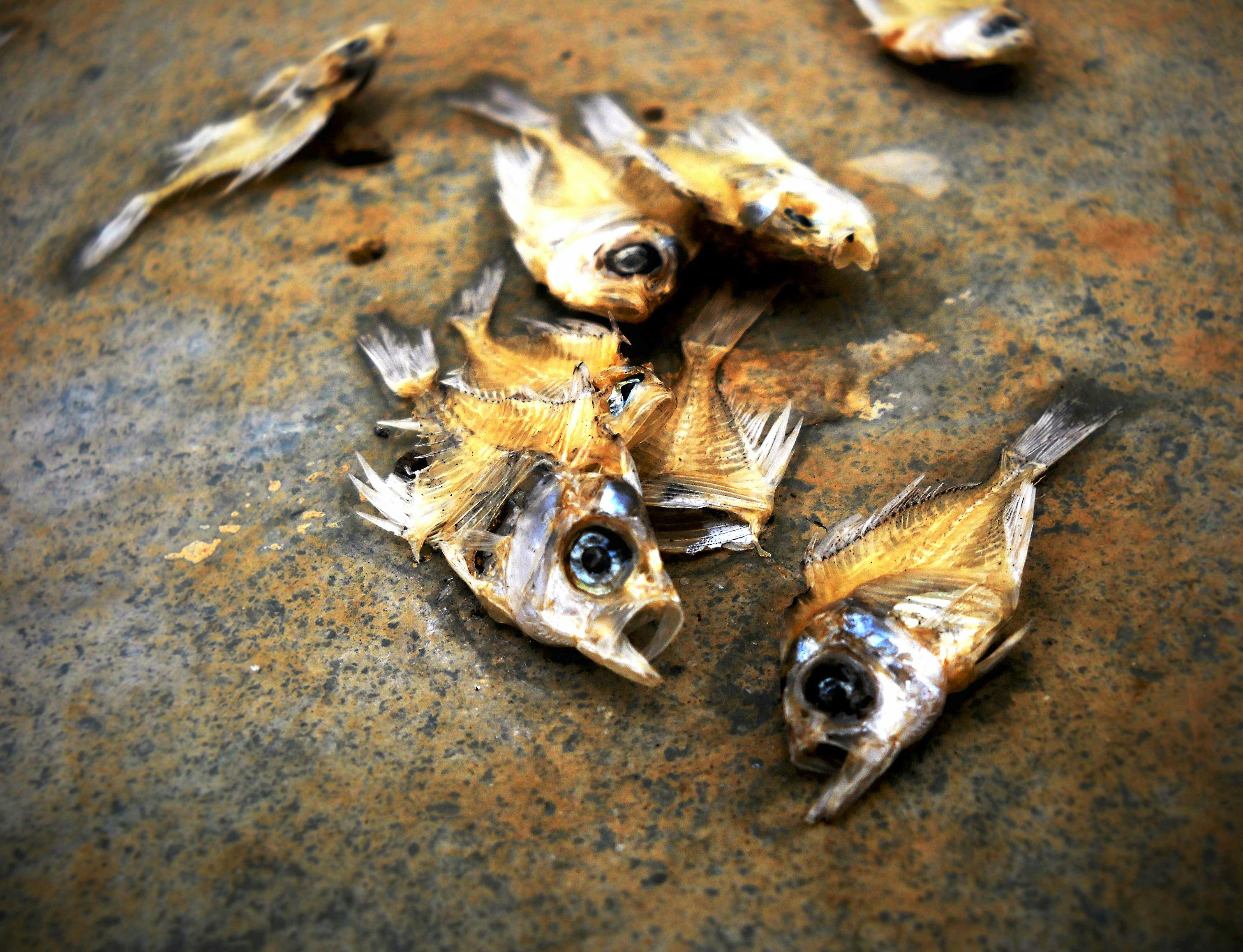 Free stock photo of dead fish, fish, small fish