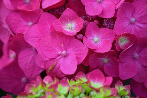 꽃, 꽃 사진, 수국의 무료 스톡 사진