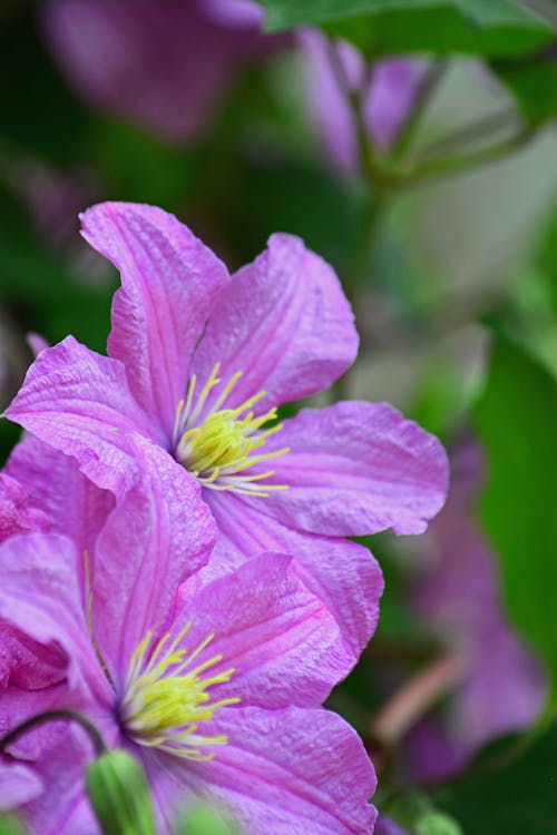 açan çiçekler, akasma viticella, bitki örtüsü içeren Ücretsiz stok fotoğraf