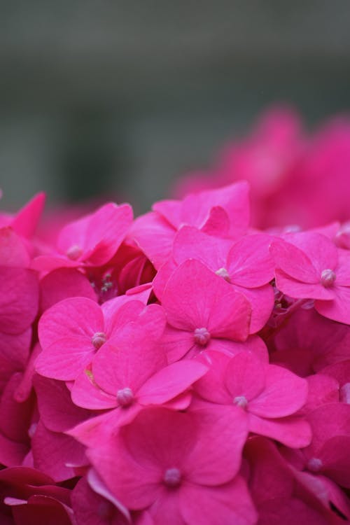 Gratis Foto stok gratis berkembang, berwarna merah muda, bunga-bunga Foto Stok