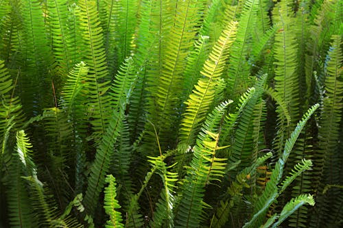 Photo of Ferns