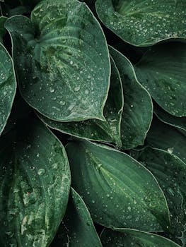 A close-up of lush green leaves covered in water droplets, showcasing nature's beauty and freshness.