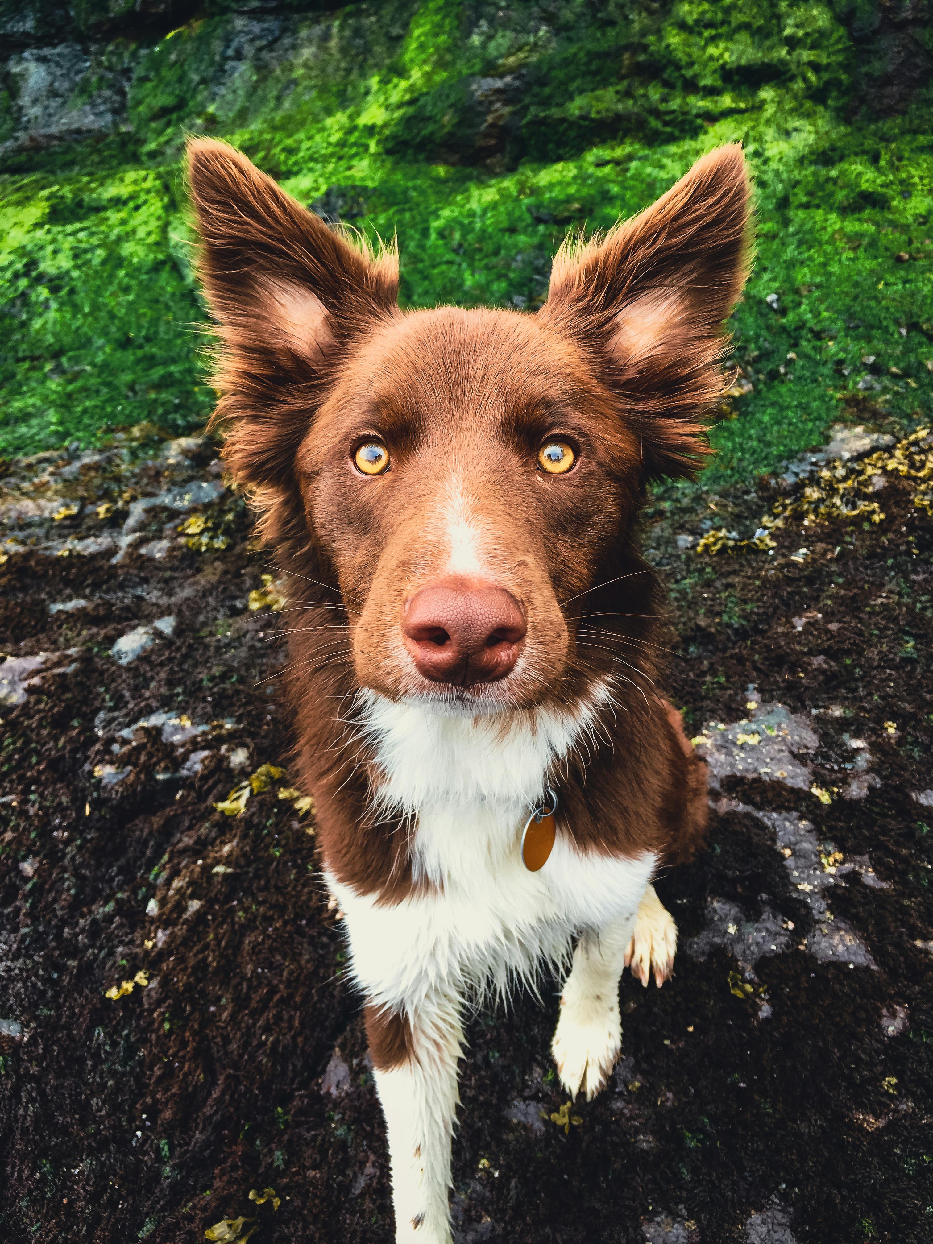 Why Do Dogs Have Wet Noses? Discover the Surprising Reasons 10 Curious Canines: How Dogs Use Their Wet Noses to Communicate with Us