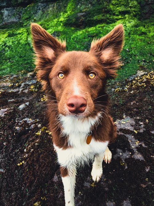 Close-up Photo of a Border Collie