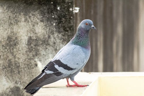 pigeon Perched on Concrete Fence