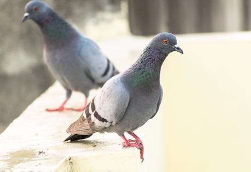 Pigeons on on a Concrete Platform