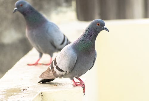 Ingyenes stockfotó ágon ülő, csőr, galambok témában