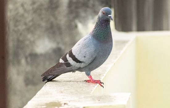 Close Up Photo of Pigeon on Concrete Railing
