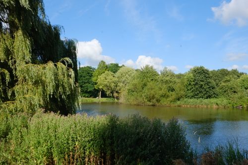 Free Serene landscape of a lush forest pond in the Netherlands during summer. Stock Photo