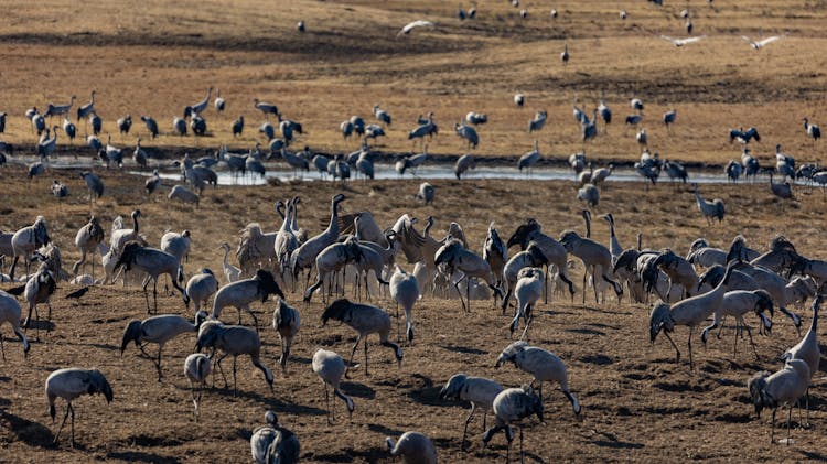 Foraging Sandhill Cranes 