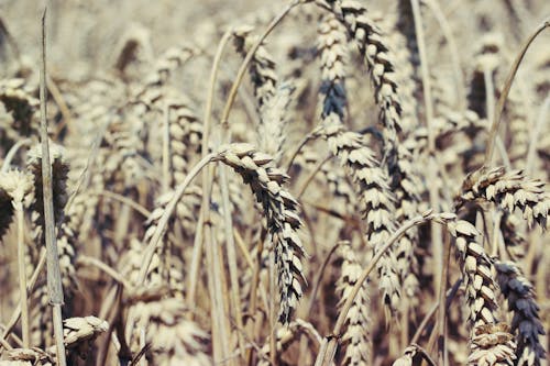 Free stock photo of ÄeskÃ republika, combine harvester, corn