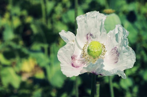 Free stock photo of ÄeskÃ republika, bloom, czech republic