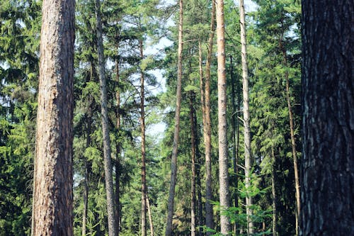 Free stock photo of ÄeskÃ les, ÄeskÃ republika, czech forest