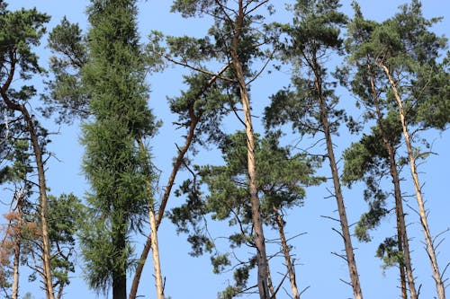 Free stock photo of ÄeskÃ les, ÄeskÃ republika, czech forest