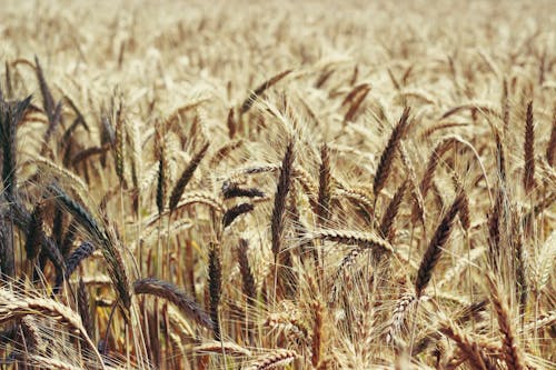 Free stock photo of ÄeskÃ republika, corn, czech republic