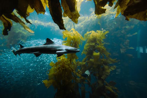 Underwater Photography of Seaweeds and Swimming Tiger Shark