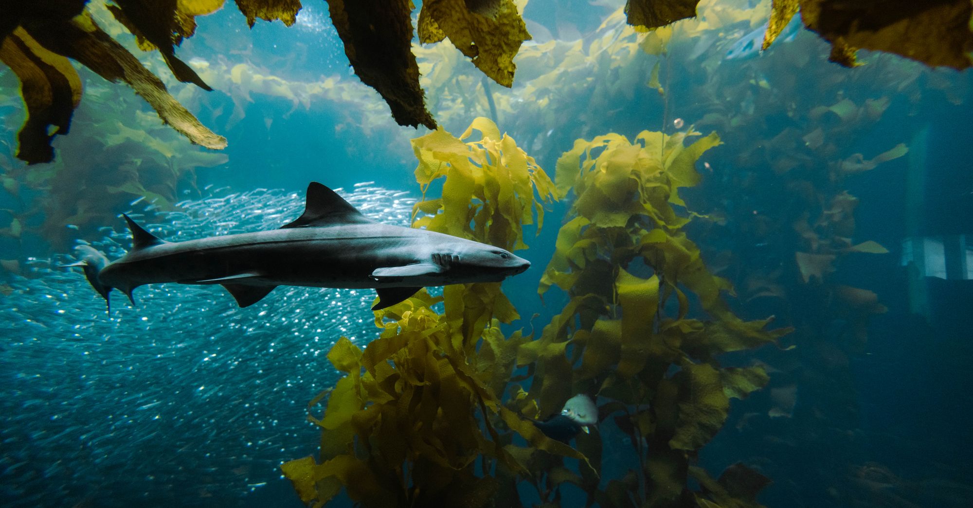 DeFi Lending TVL Hits $56B; Protocols Tighten Cross-Chain Risk After Kelp Exploit