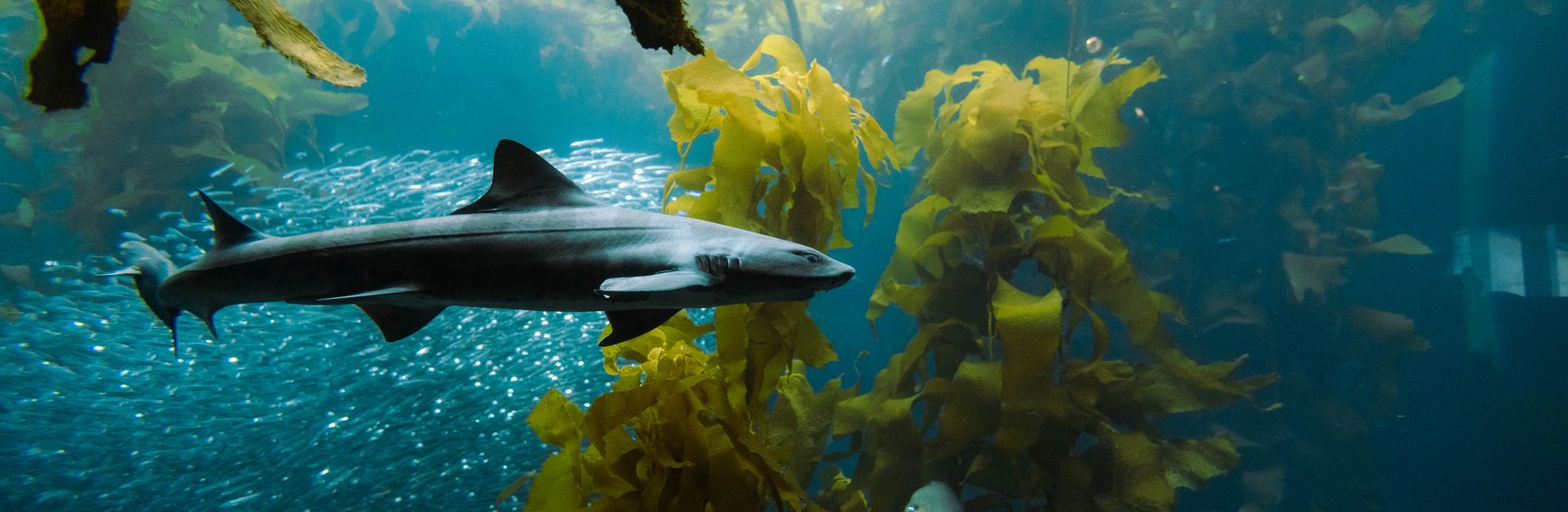 An underwater scene featuring a shark gracefully swimming through a kelp forest with fish.