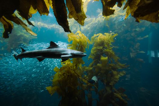 An underwater scene featuring a shark gracefully swimming through a kelp forest with fish.