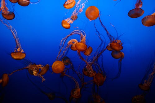 Free Jelly Fish swimming  in deep blue water  Stock Photo