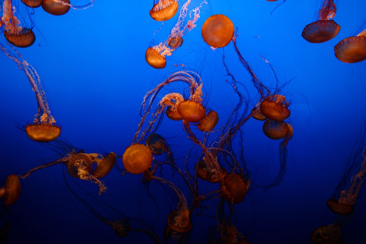 Multiple jellyfish with vibrant hues gracefully floating in the deep blue ocean.
