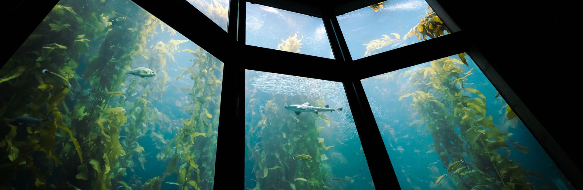 Stunning view of a kelp forest through aquarium windows, showcasing vibrant marine life.