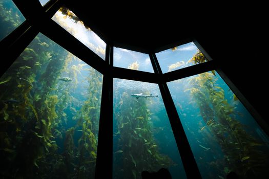Stunning view of a kelp forest through aquarium windows, showcasing vibrant marine life.
