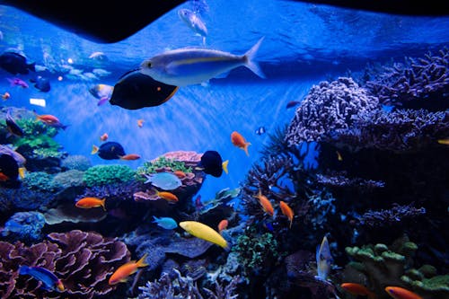 Fishes and Corals Underwater