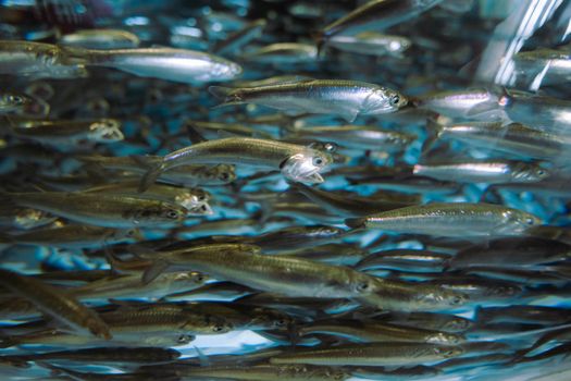 A dynamic view of a school of fish swimming energetically underwater.