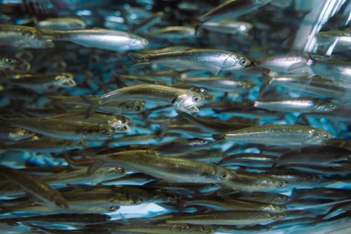 Free A dynamic view of a school of fish swimming energetically underwater. Stock Photo