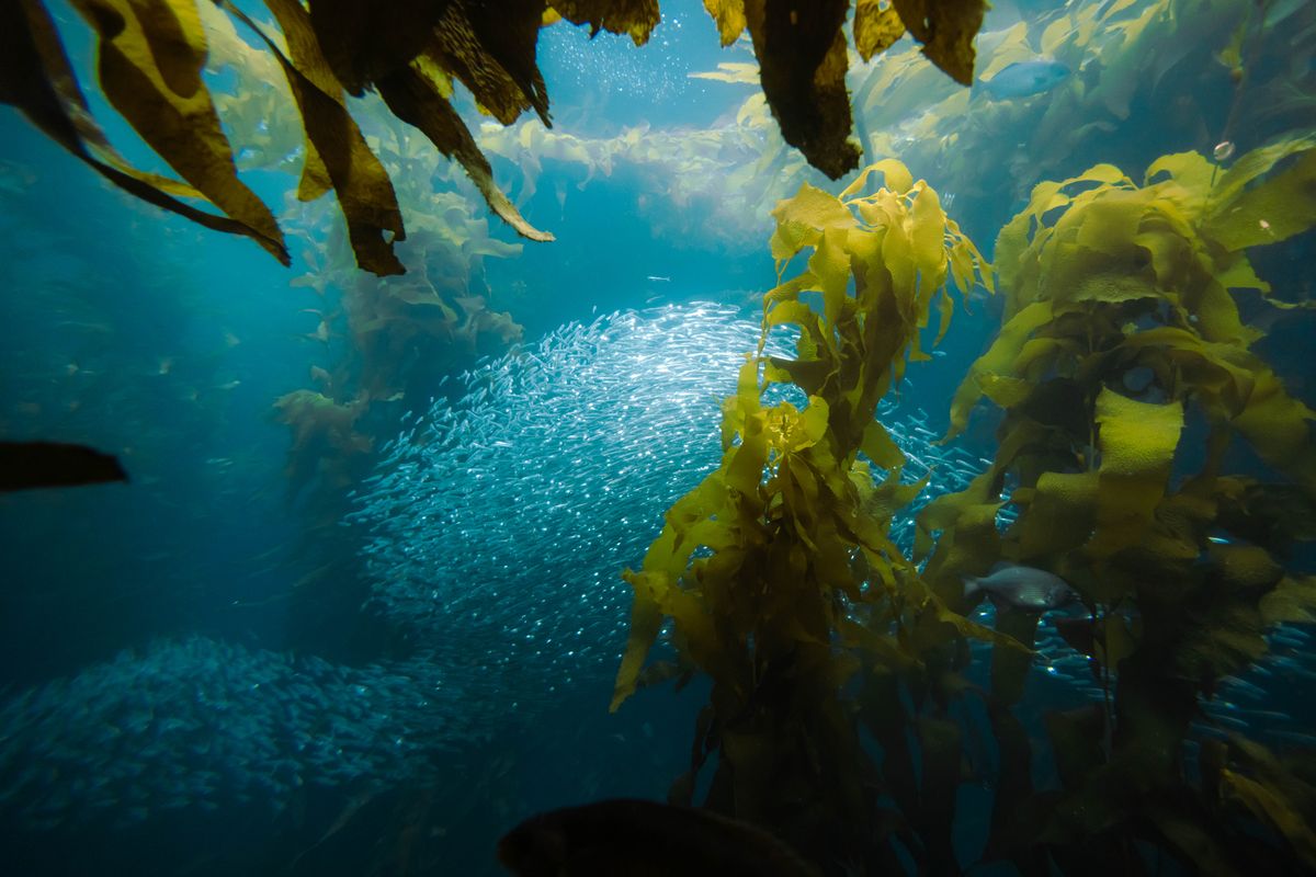 School of fish swimming through a kelp forest
