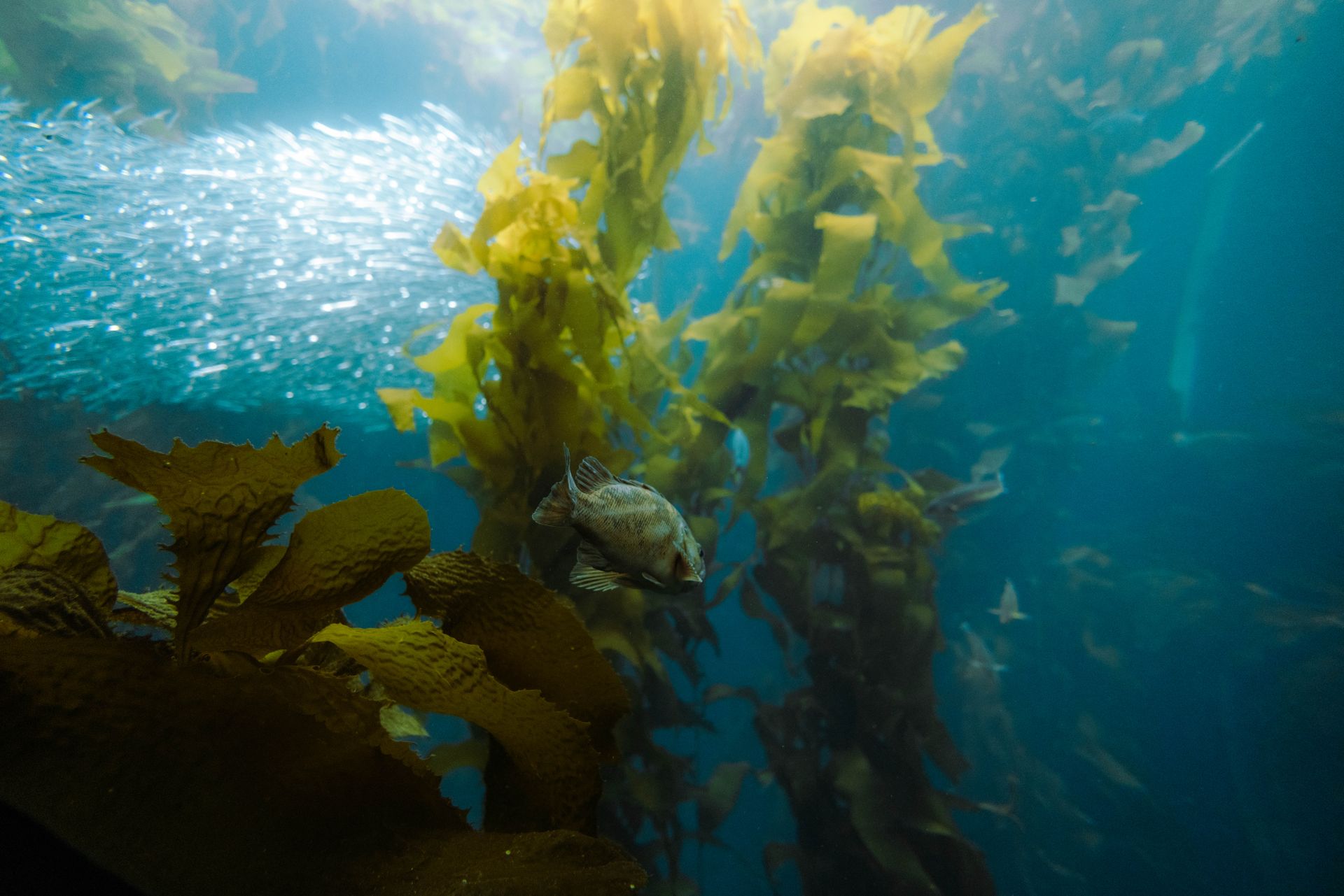 Underwater at Dettifoss Wreck