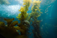 Dettifoss Wreck