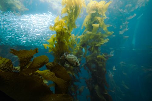 Free Explore the vibrant underwater world with kelp forests and a diverse school of fish. Stock Photo