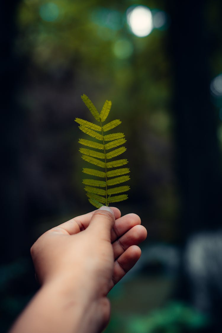 A Person Holding A Leaf