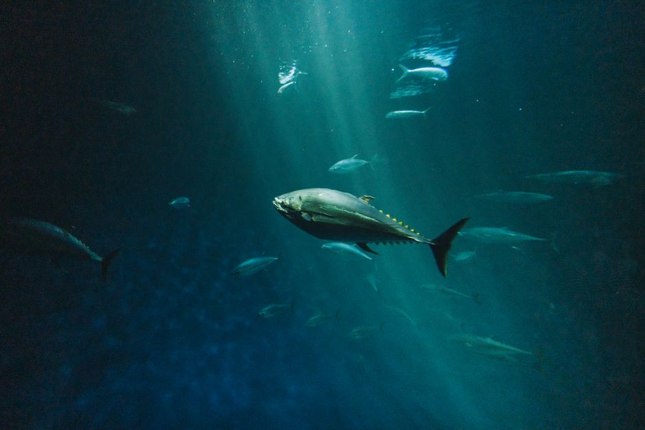 Bluefin Limit Eases as New Tuna Science Tests the Quota