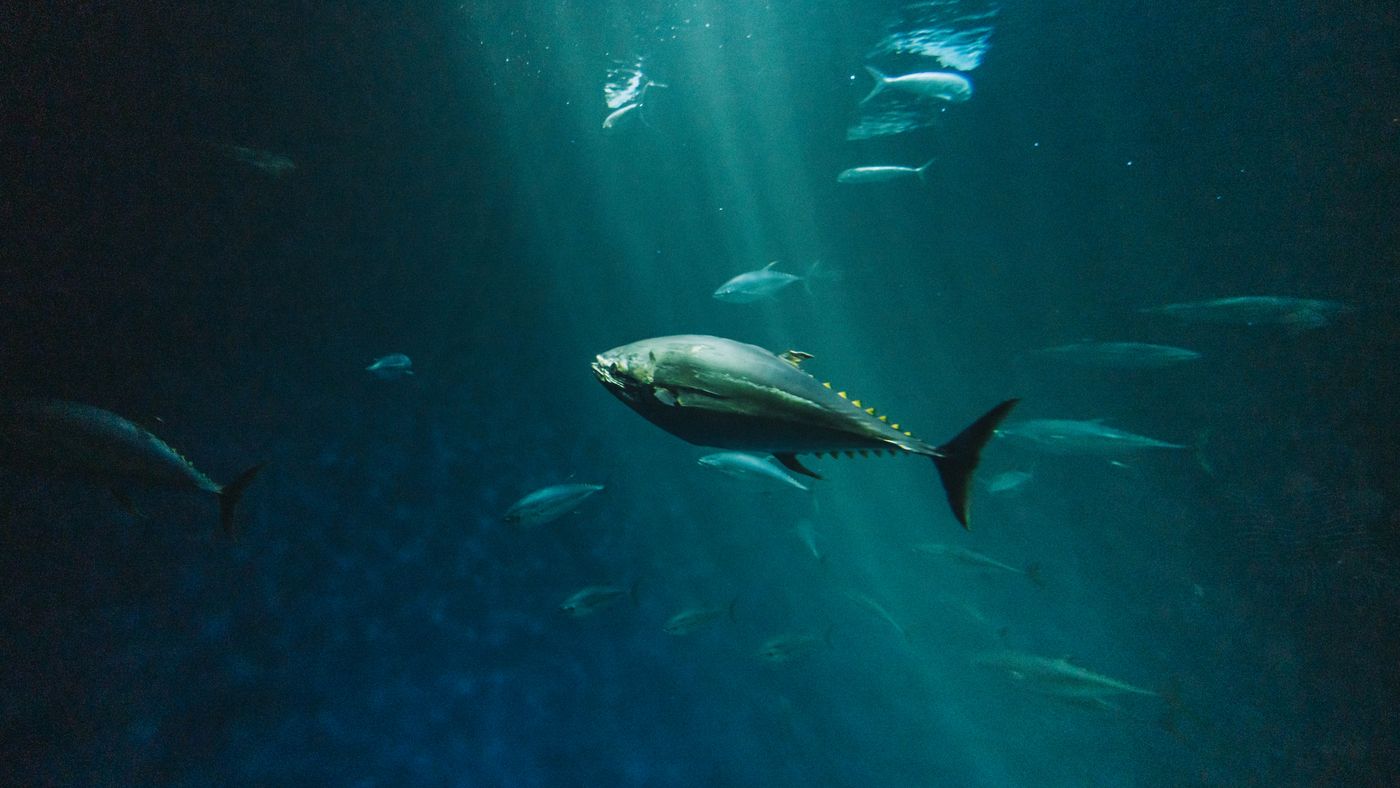 Deep Sea Fishing Tips: How to Find the Big Game Fish