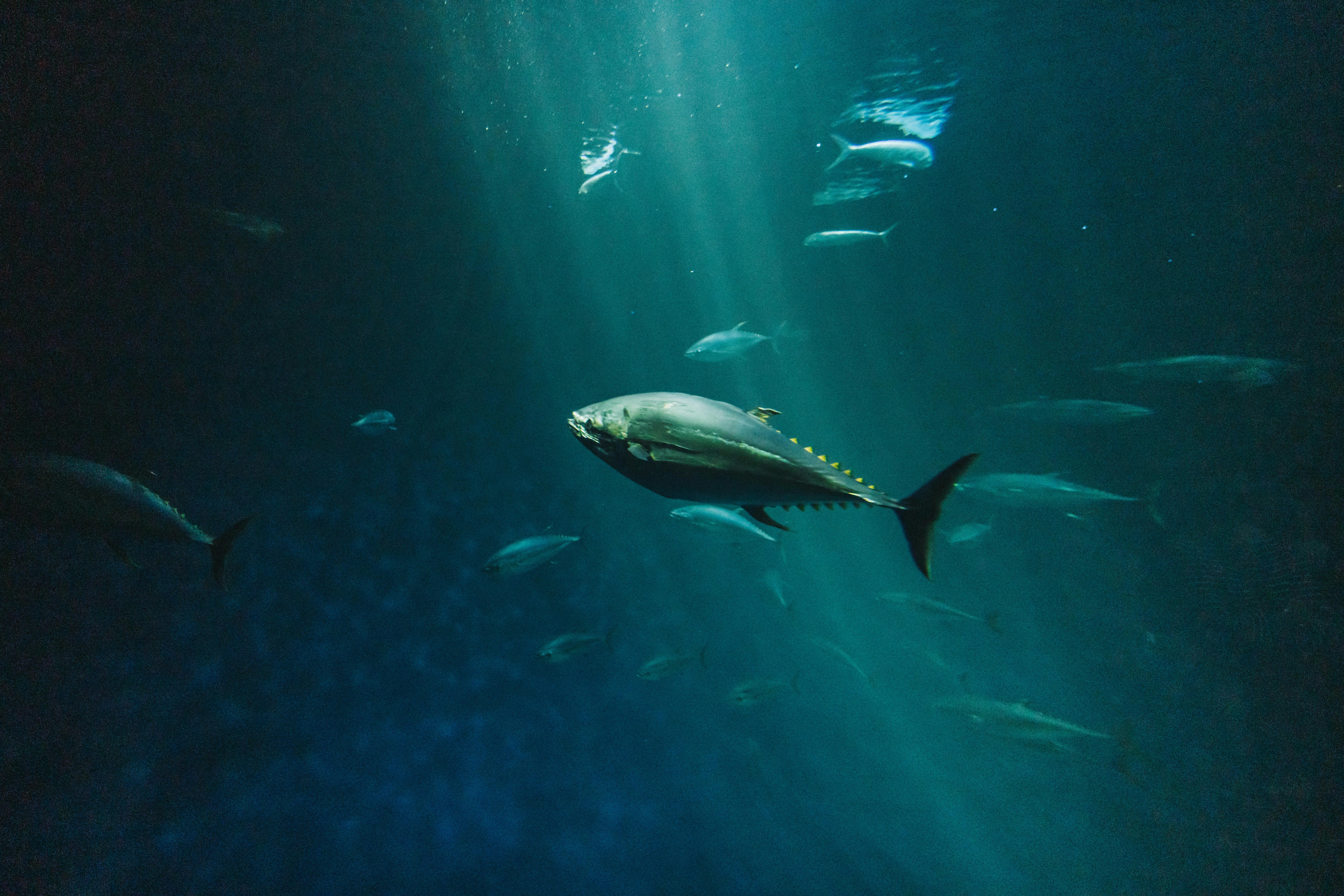 Yellowfin Tuna  Yellowfin tuna, Salt water fish, Underwater photography  ocean