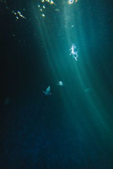 Captivating underwater scene with fish and sun rays peeking through the water surface, creating a serene aquatic atmosphere.
