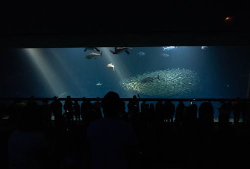 Crowd of People Looking at a Fish Tank