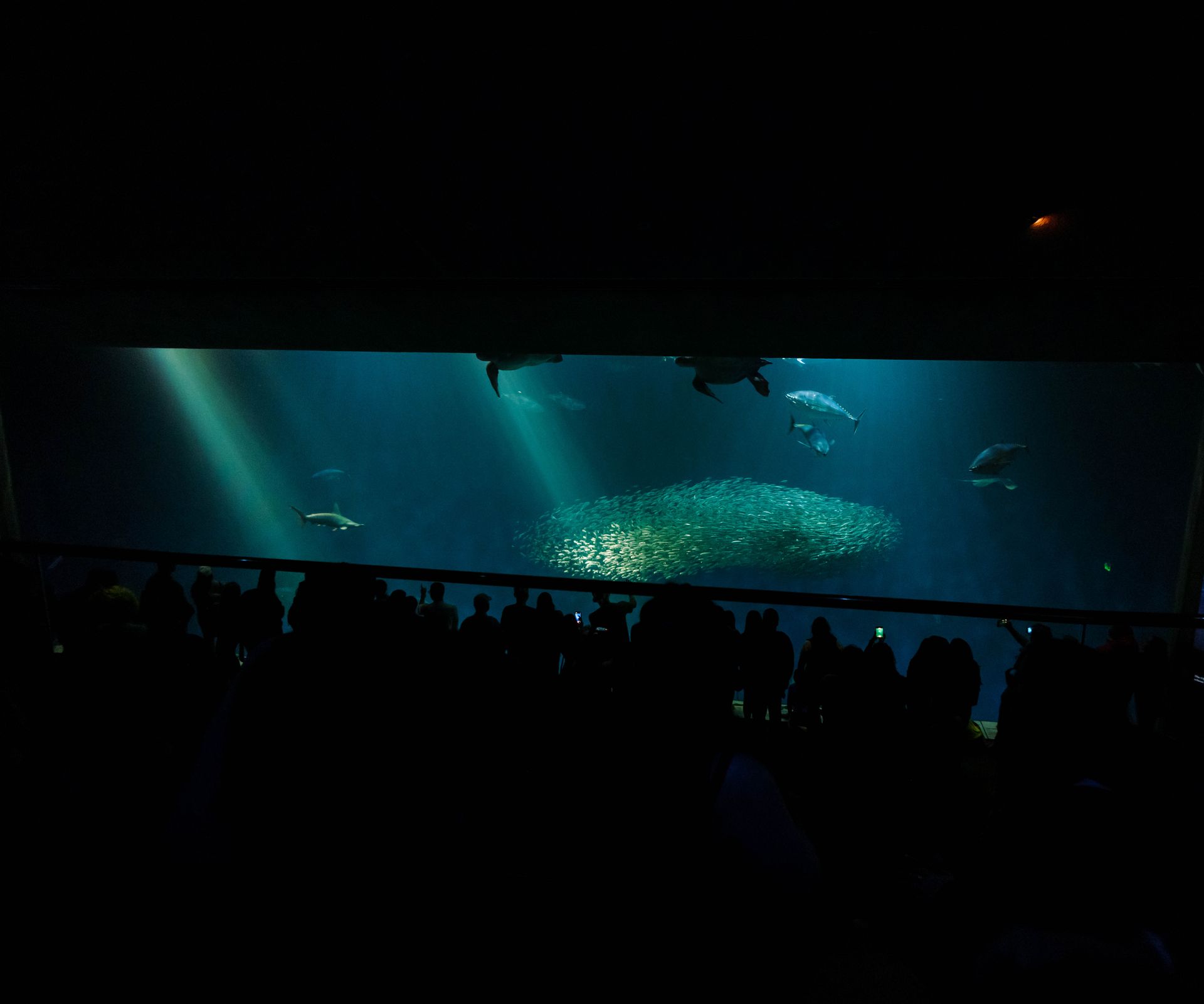 Underwater reef at Dubai