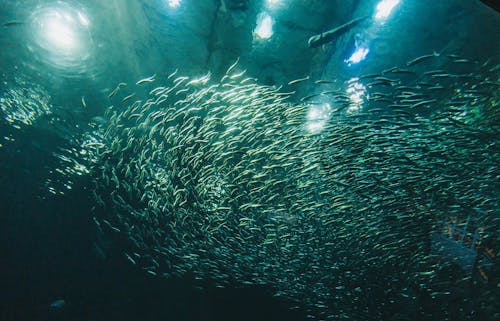 Základová fotografie zdarma na téma hejno ryb, hluboký, hojnost