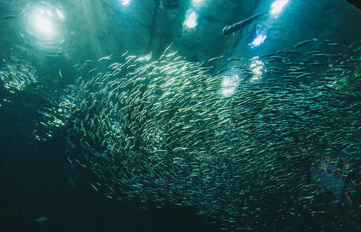Underwater Photography of a School of Fish.