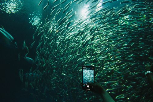 Free A mesmerizing view of a school of fish captured underwater with a smartphone. Stock Photo