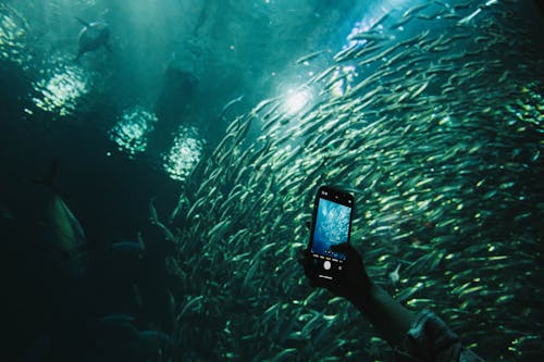 Person Holding Smartphone Taking Photo of a School of Fish