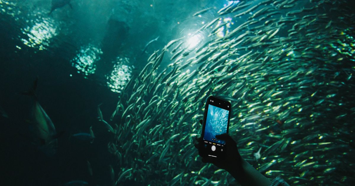 A mesmerizing view of a school of fish underwater, photographed with a smartphone for a unique persp