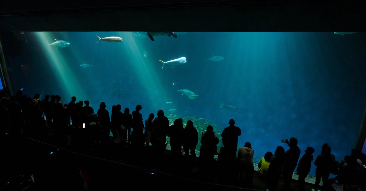 Familienausflug ins Aquarium: Was du wissen musst