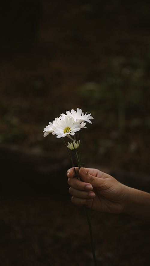 Person Holding White Daisies