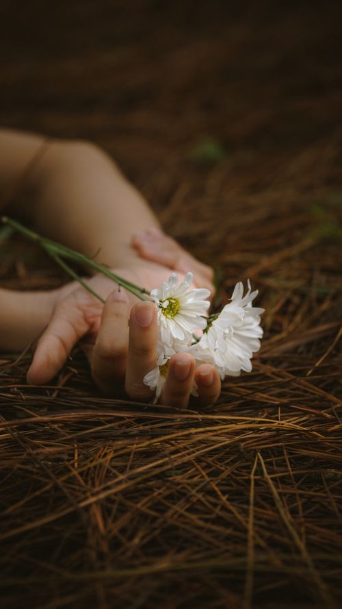 Free Close-up of a hand gently holding daisies among pine needles. Stock Photo