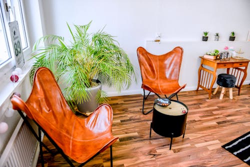 客廳, 室內植物, 家具 的 免费素材图片